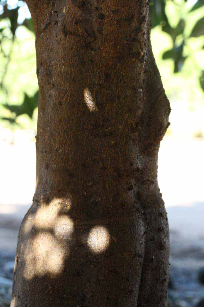              Bark (Riverside, CA)       